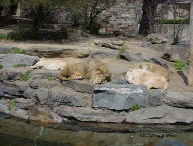 Philadelphia Zoo in the summer