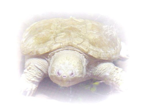 albino snapping turtle