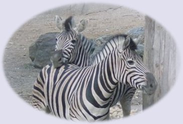 Peaceful zebras © Merry L. Morris