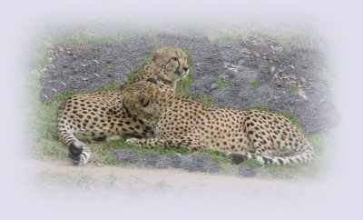 Peaceful cheetahs © Merry L. Morris
