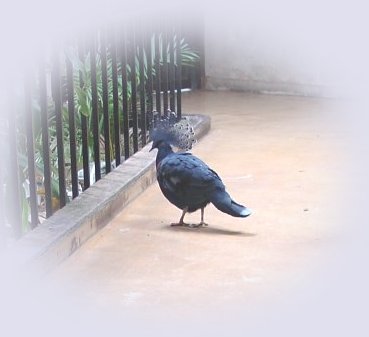 Peaceful blue-crowned pigeon © Merry L. Morris