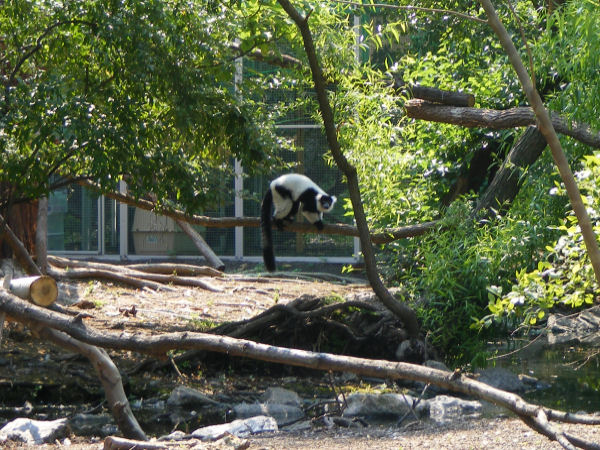 Lemur Island