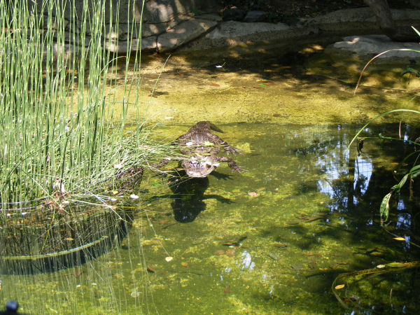 A pocket of nature is here, too.